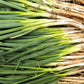 300 Evergreen NEBUKA BUNCHING ONION Japanese Allium Fistulosum Vegetable Seeds