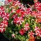 100 STAR MIX PETUNIA Mixed Colors Petunia Violacea Flower Seeds Red Blue Purple