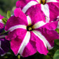 100 STAR MIX PETUNIA Mixed Colors Petunia Violacea Flower Seeds Red Blue Purple