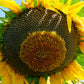 50 HOPI Black Dye SUNFLOWER Helianthus Annuus Flower Seeds