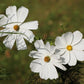 350 PURITY WHITE COSMOS Cosmos Bipinnatus Flower Seeds