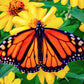 250 Mixed Colors CLASSIC ZINNIA Linearis Angustifolia Narrow Leaf Creeping Mexican Flower Seeds