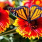 100 ARIZONA SUN GAILLARDIA Pulchella Indian Blanket Flower Seeds