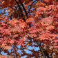 20 ASH TREE Mountain / Amur / Rowan - Sorbus Aucuparia Seeds