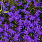 200 CRYSTAL PALACE LOBELIA Regatta Purple Blue Lobelia Erinus Flower Seeds