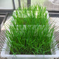 100 Long Grain BROWN WHITE RICE Oryza Sativa Vegetable Seeds