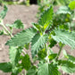 200 Lemon LEMONY CATNIP Nepeta Cataria Citriodora Herb Flower Seeds