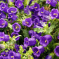 200 Blue CANTERBURY BELLS - CAMPANULA Medium Flower Seeds