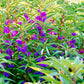 100 IMPATIENS (Balsam / Lady Slipper / Touch Me Not) Impatiens Balsamina Flower Seeds