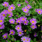 200 Purple Mix SWAN RIVER DAISY Brachyscome Iberidifolia Flower Seeds
