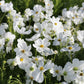 350 PURITY WHITE COSMOS Cosmos Bipinnatus Flower Seeds