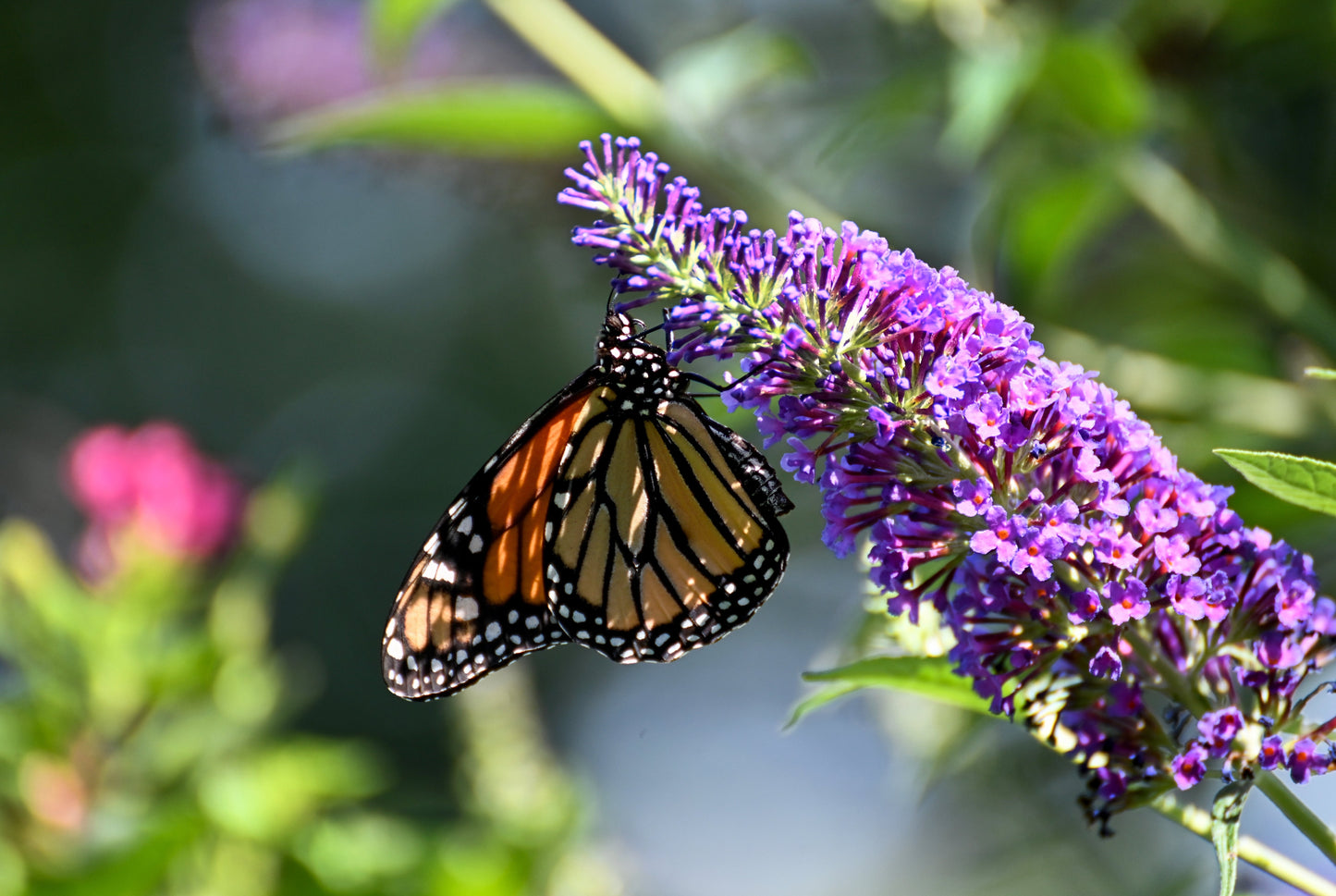 50 VIOLET BUTTERFLY BUSH Buddleja Davidii Purple Flower Seeds