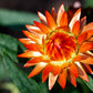 100 ORANGE DOUBLE STRAWFLOWER Xerochrysum Bracteatum Helichrysum Monstrosum Flower Seeds