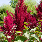 150 AMARANTHUS PYGMY TORCH (Prince of Wales Feather) Amaranthus Hypochondriacus Flower Seeds