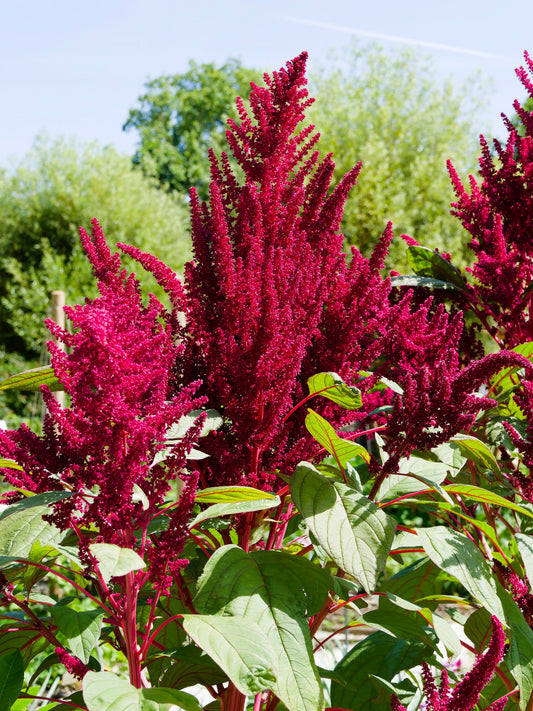 150 AMARANTHUS PYGMY TORCH (Prince of Wales Feather) Amaranthus Hypochondriacus Flower Seeds