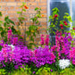 200 Mixed Colors BUTTERFLY ORCHID (Poor Mans Orchid / Angel Wings) Schizanthus Wisetonensis Flower Seeds