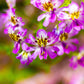 200 Mixed Colors BUTTERFLY ORCHID (Poor Mans Orchid / Angel Wings) Schizanthus Wisetonensis Flower Seeds