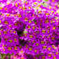 200 Mixed Colors BUTTERFLY ORCHID (Poor Mans Orchid / Angel Wings) Schizanthus Wisetonensis Flower Seeds