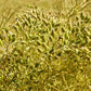 500 Organic CUMIN Cuminum Cyminum Herb Flower Seeds