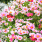 150 DAYDREAM COSMOS Bipinnatus Flower Seeds