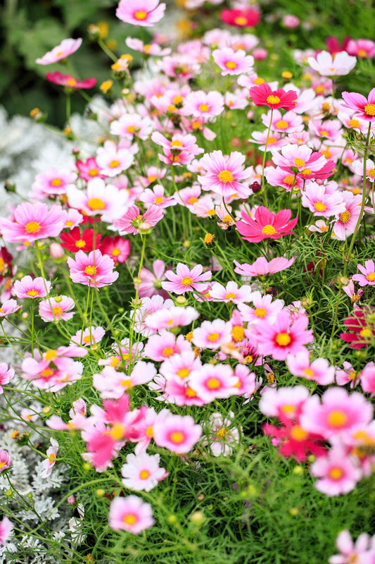 150 DAYDREAM COSMOS Bipinnatus Flower Seeds