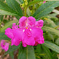 100 IMPATIENS (Balsam / Lady Slipper / Touch Me Not) Impatiens Balsamina Flower Seeds