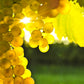 30 WINE GRAPE Vitis Viniferia Domestic Mixed Colors Fruit Vine Seeds