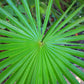 30 CALIFORNIA FAN PALM Tree Petticoat Arizona Desert Washingtonia Filifera Seeds