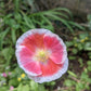 1000 PINK & WHITE POPPY Papaver Somniferum Flower Seeds