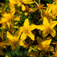 1500 Great SAINT JOHNS WORT St John's Hypericum Pyramidatum Yellow Flower Herb Seeds