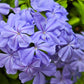 250 Dwarf BEAUTY BLUE PHLOX Drummondii Nana Compacta Fragrant Violet Blue Flower Seeds