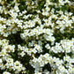 800 WHITE ALPINE ROCKCRESS Aubrieta Rock Cress Arabis Alpina Flower Seeds
