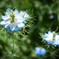 400 Blue & White LOVE IN A MIST Nigella Damascena Fennel Flower Seeds