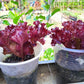 3000 Leaf Lettuce RED SALAD BOWL Lactuca Sativa Vegetable Seeds