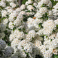 50 White CHINESE SPIREA Spiraea Chinensis Meadowsweet Flower Bush Shrub Seeds