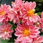 50 EARLY BIRD DAHLIA Mixed Colors Flower Seeds