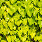 10 CAROLINA MOONSEED Snailseed / Coralbeads Flower Vine Cocculus Carolinus Seeds