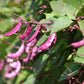 10 Ruby Moon HYACINTH BEAN Lablab Purpureus Blue Purple White Flower Ornamental Vine Seeds