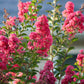 35 Dark PINK CREPE MYRTLE Lagerstroemia Indica Flowering Shrub Bush Small Tree Seeds