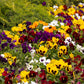 250 Mixed Colors SWISS GIANT PANSY Viola Wittrockiana Flower Seeds