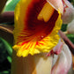 5 KAT GINGER Pink & Yellow Shell Alpinia Katsumadai Hayata Flower Herb Seeds
