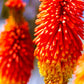 50 TORCH LILY Red Hot Poker / Tritoma / Kniphofia Uvaria Flower Seeds