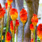 50 TORCH LILY Red Hot Poker / Tritoma / Kniphofia Uvaria Flower Seeds