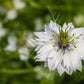 500 White LOVE IN A MIST ( Fennel Flower ) Nigella Damascena Flower Seeds