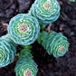 25 ROSEROOT STONECROP Golden Rose Root Sedum Rhodiola Rosea Yellow Succulent Flower Seeds