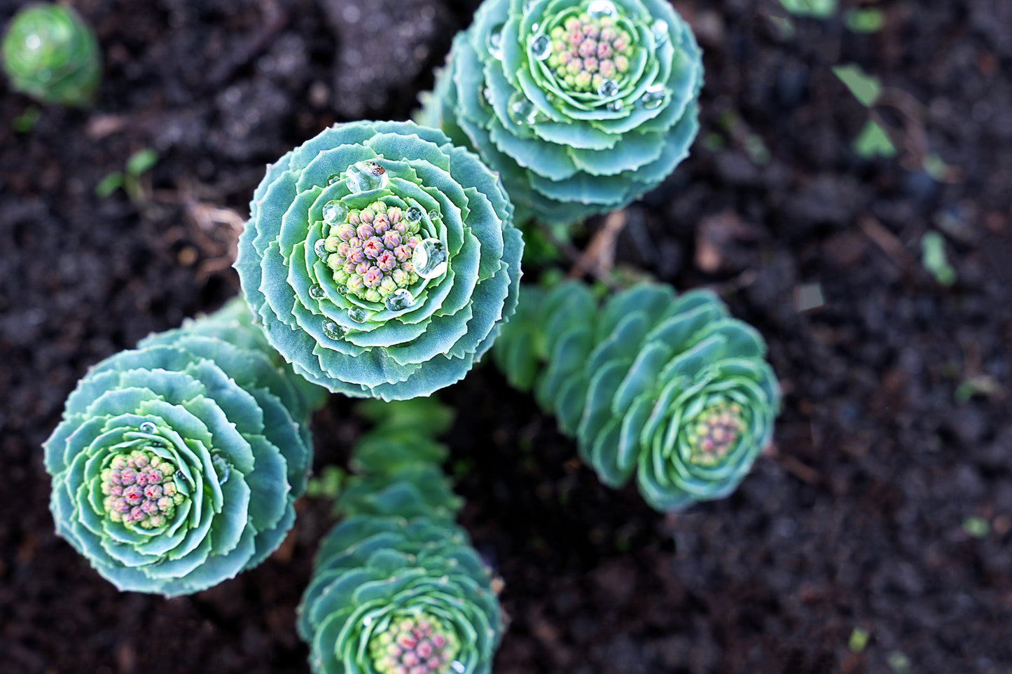 25 ROSEROOT STONECROP Golden Rose Root Sedum Rhodiola Rosea Yellow Succulent Flower Seeds