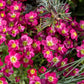 50 ROSE ROBE SAXIFRAGA Arendsii Mossy Rockfoil Evergreen Flower Seeds
