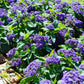 50 Blue MARINE HELIOTROPE Heliotropium Arborescens Flower Seeds