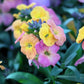 300 Mixed Colors ENGLISH Aegean WALLFLOWER Cheiranthus Cheiri Erysimum Pink Red Yellow Purple Bicolor Flower SeedsSeeds