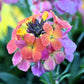 300 Mixed Colors ENGLISH Aegean WALLFLOWER Cheiranthus Cheiri Erysimum Pink Red Yellow Purple Bicolor Flower SeedsSeeds